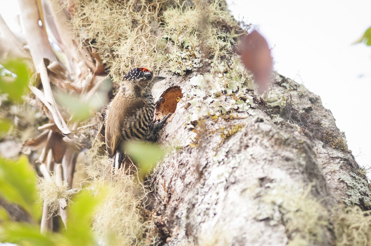 White-barred Piculet - ML87832851