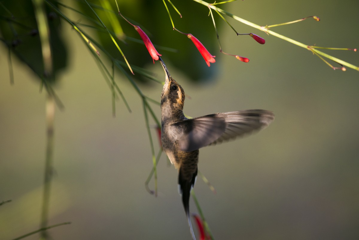 kolibřík šupinkohrdlý - ML87833101