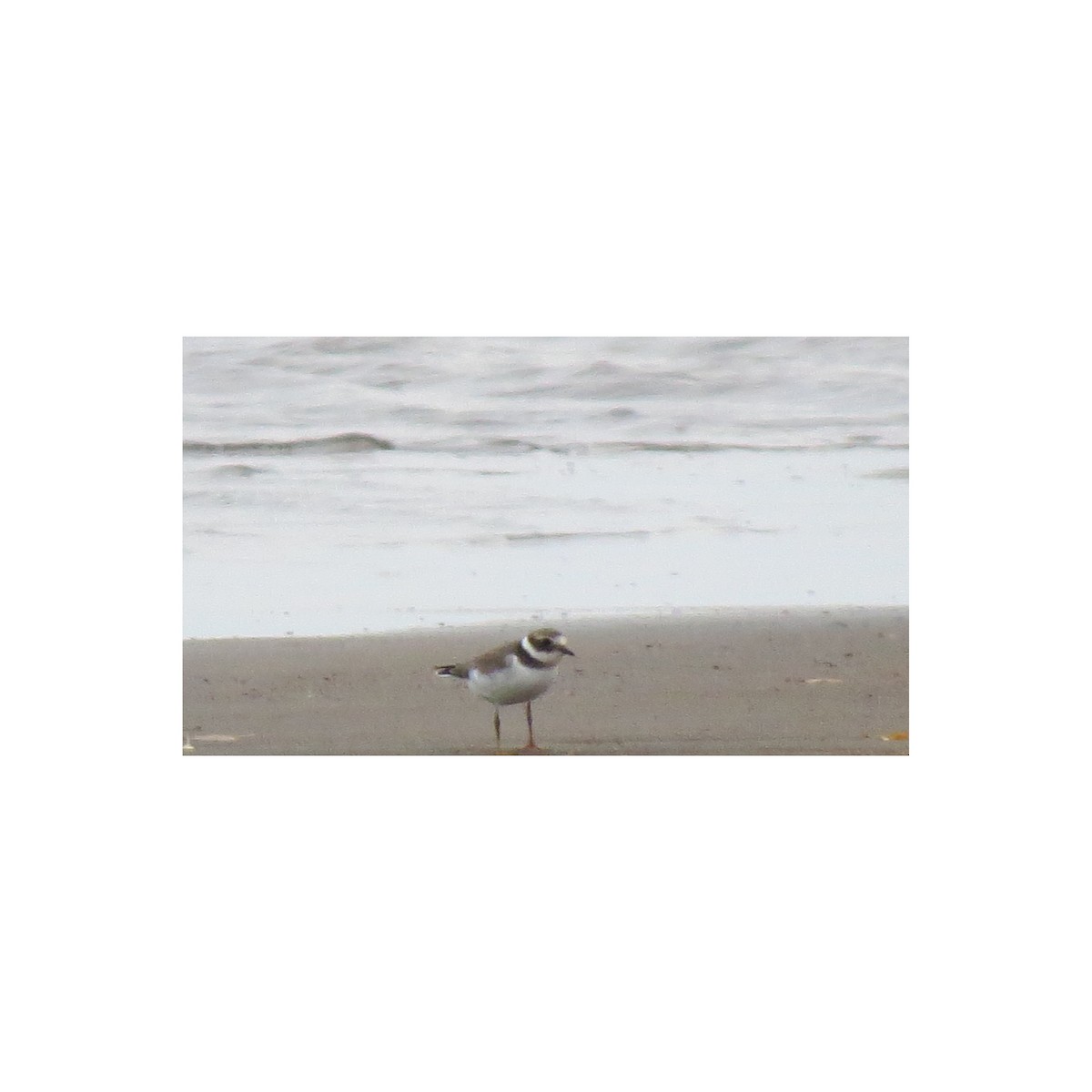 Common Ringed Plover - ML87833321