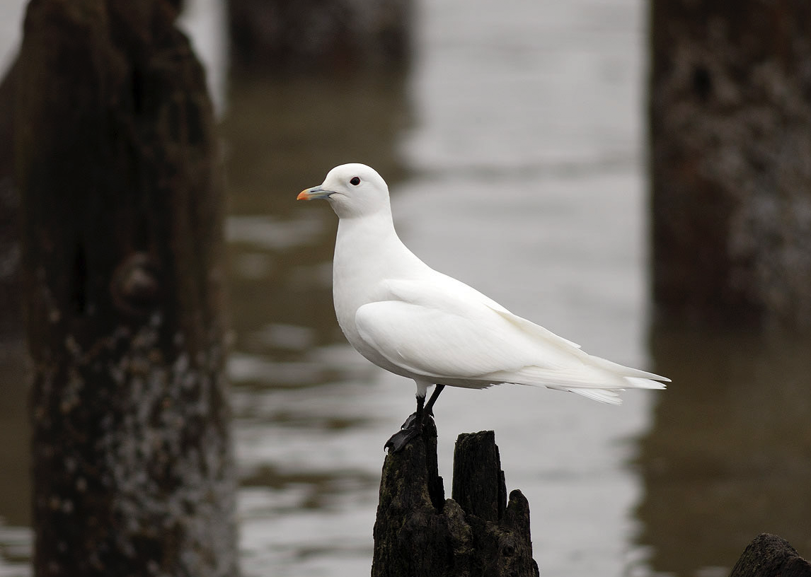 Ivory Gull - ML87833421