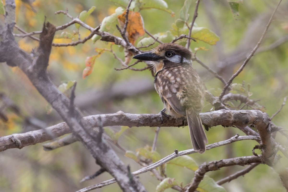 Russet-throated Puffbird - Ken Chamberlain