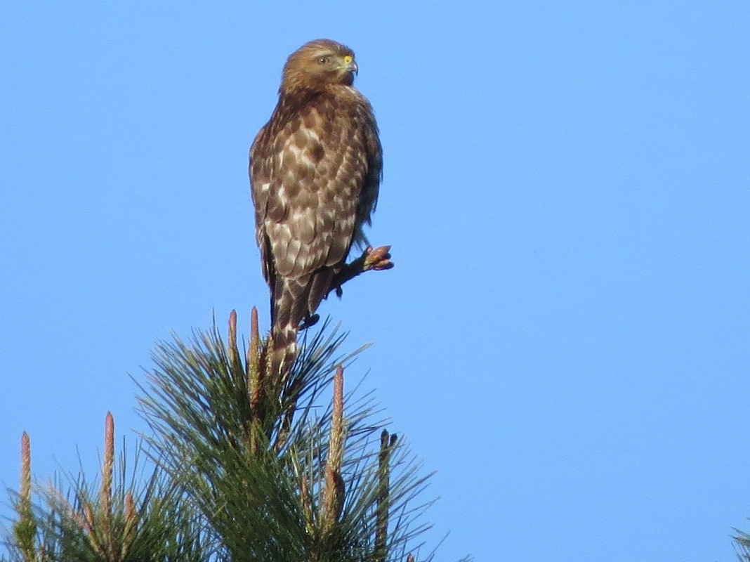 Red-shouldered Hawk - ML87834571