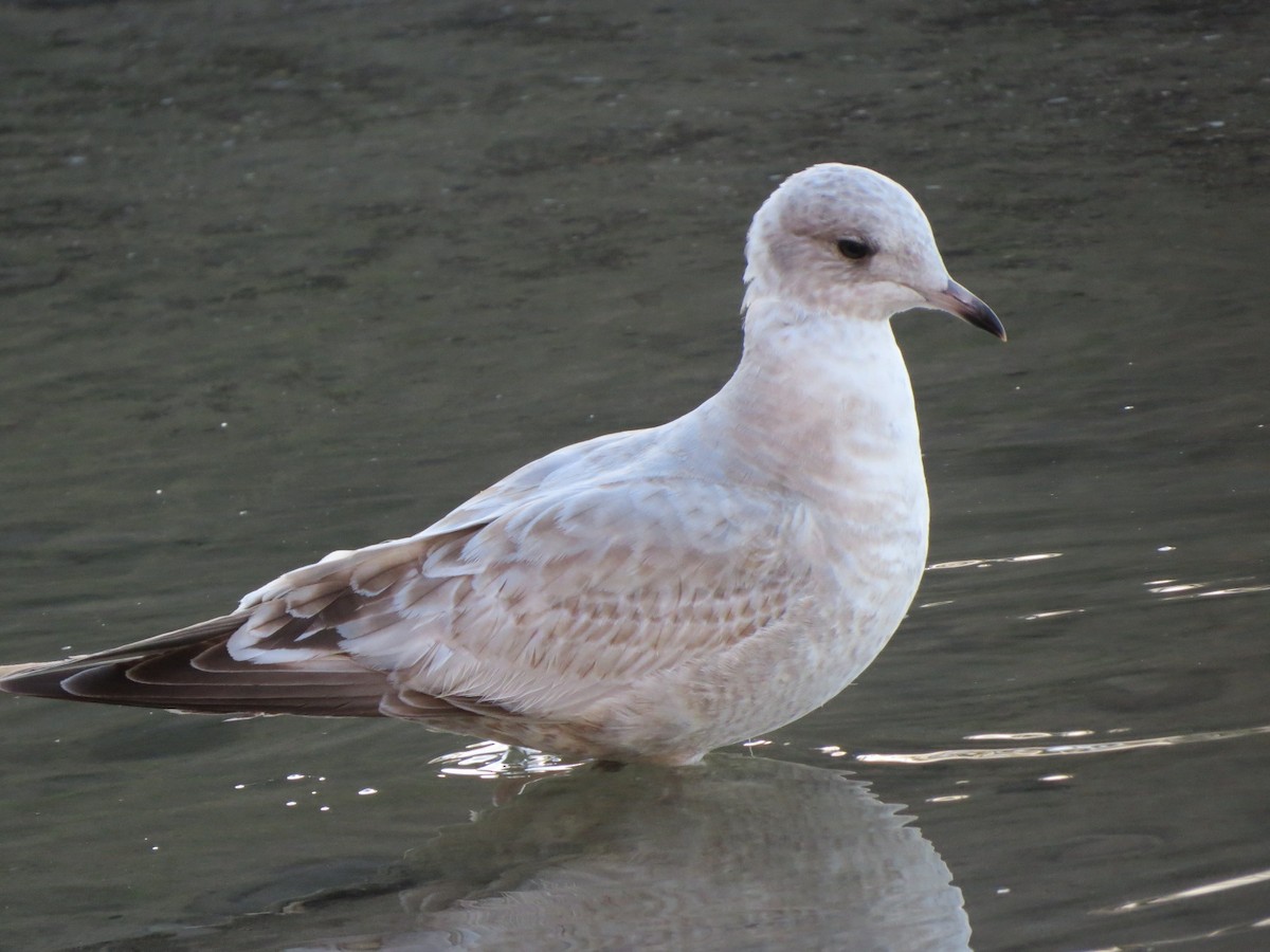 Short-billed Gull - Garth Harwood