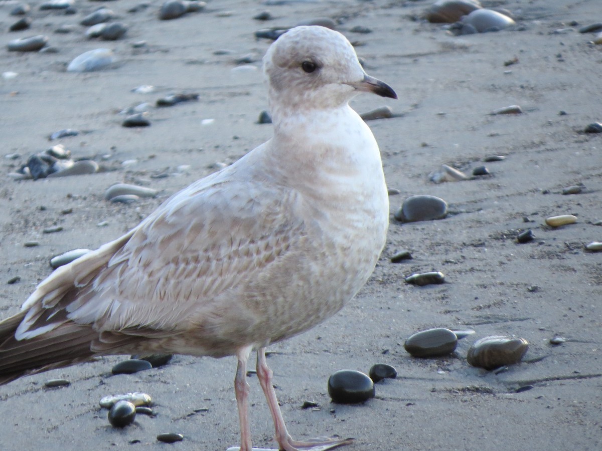 Short-billed Gull - ML87834741