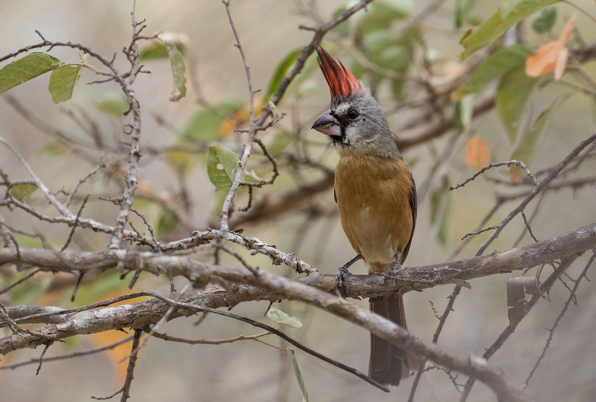 Cardinal vermillon - ML87834861