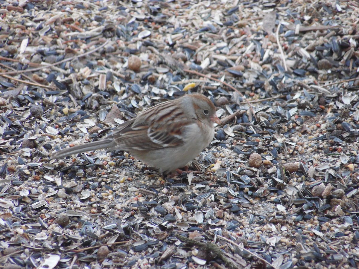 Field Sparrow - ML87836311