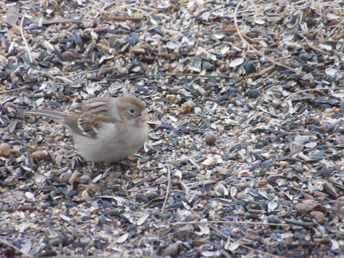 Field Sparrow - ML87836691