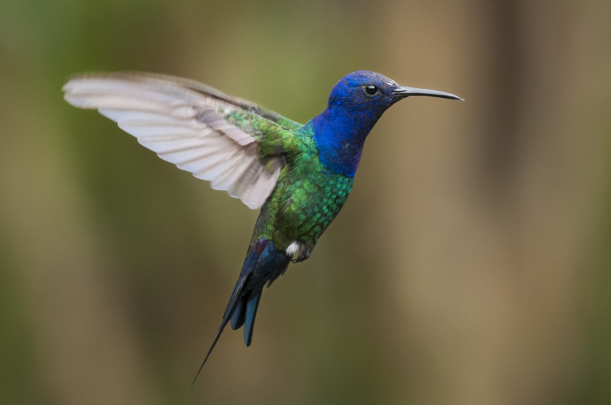 Swallow-tailed Hummingbird - Claudia Brasileiro