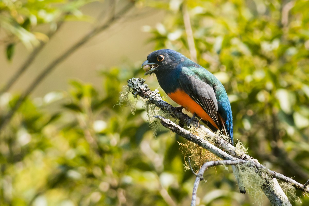 Surucua Trogon - ML87837961