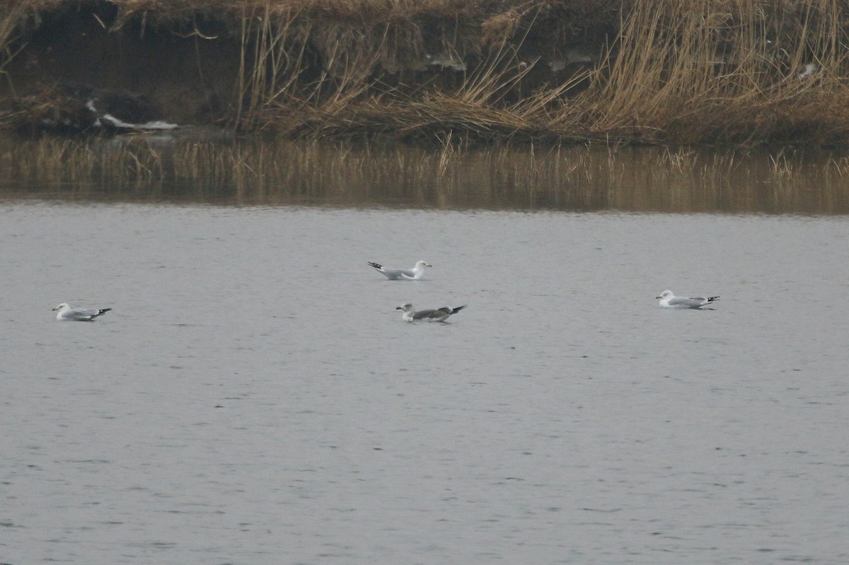 Gaviota Sombría - ML87839281