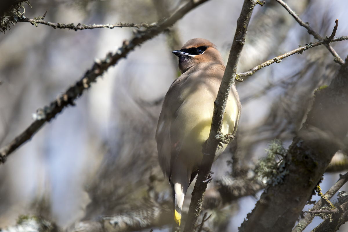 Cedar Waxwing - ML87839981