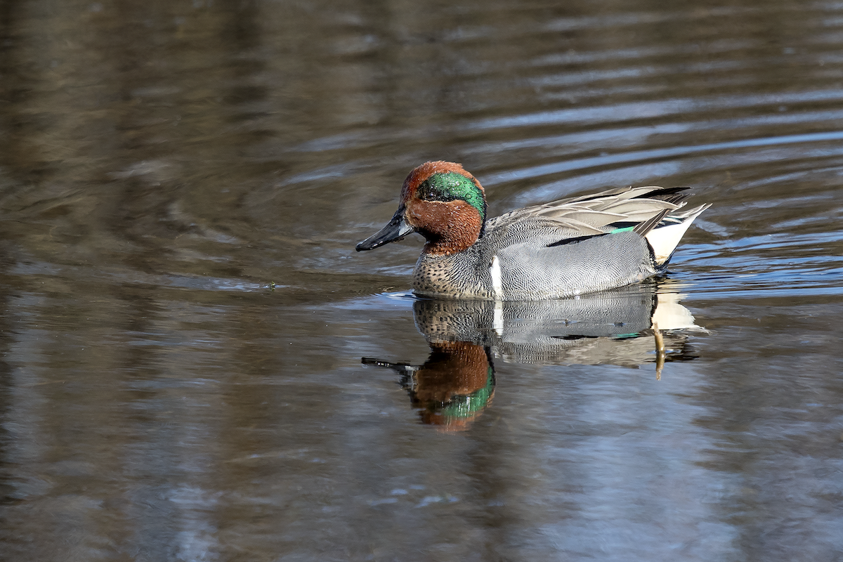 Green-winged Teal - ML87840051
