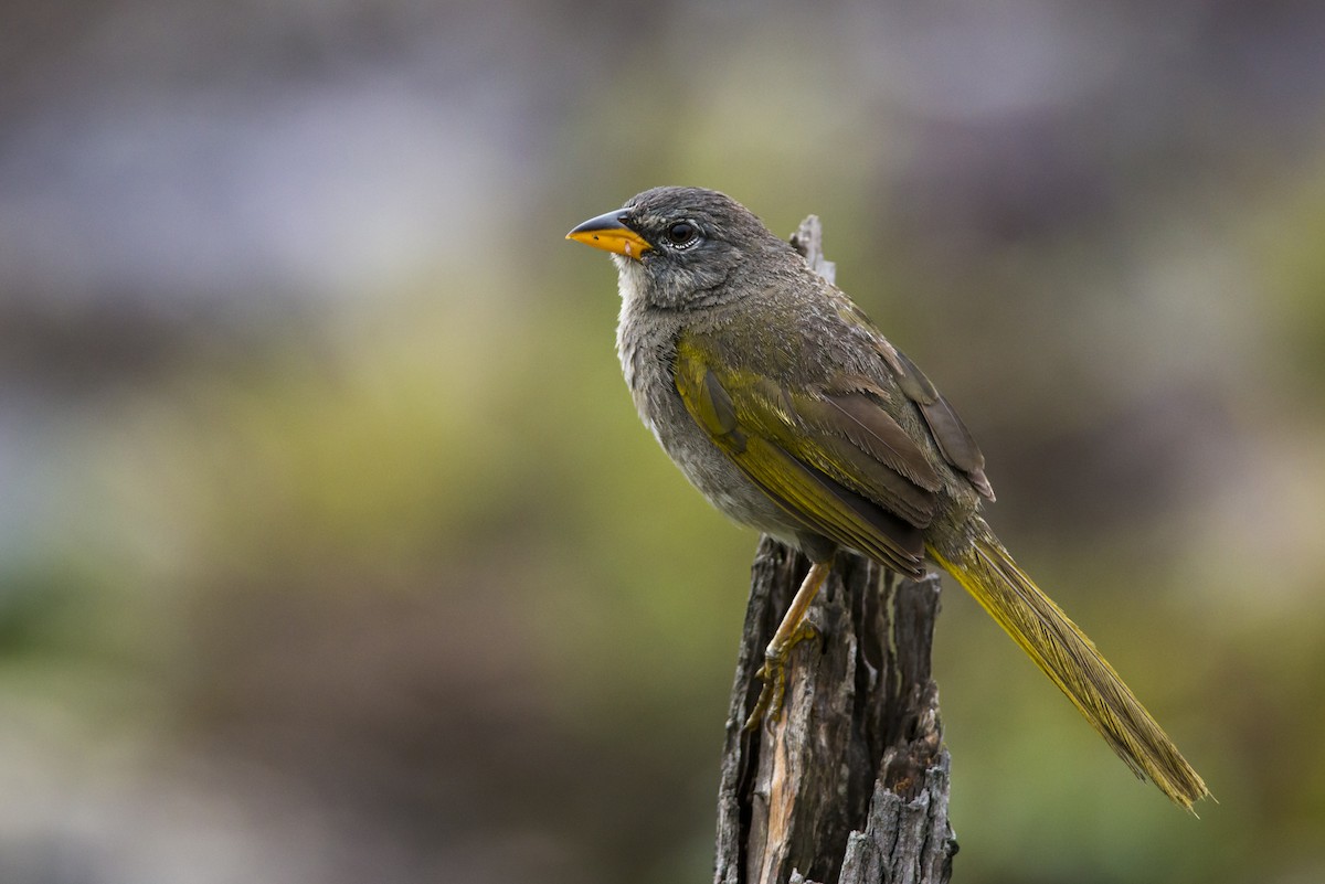 Pale-throated Pampa-Finch - Claudia Brasileiro