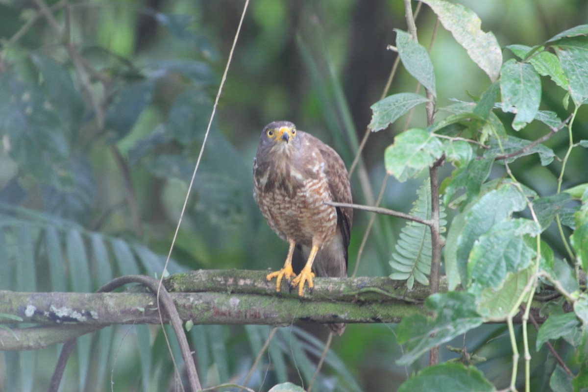 Roadside Hawk - ML87840671