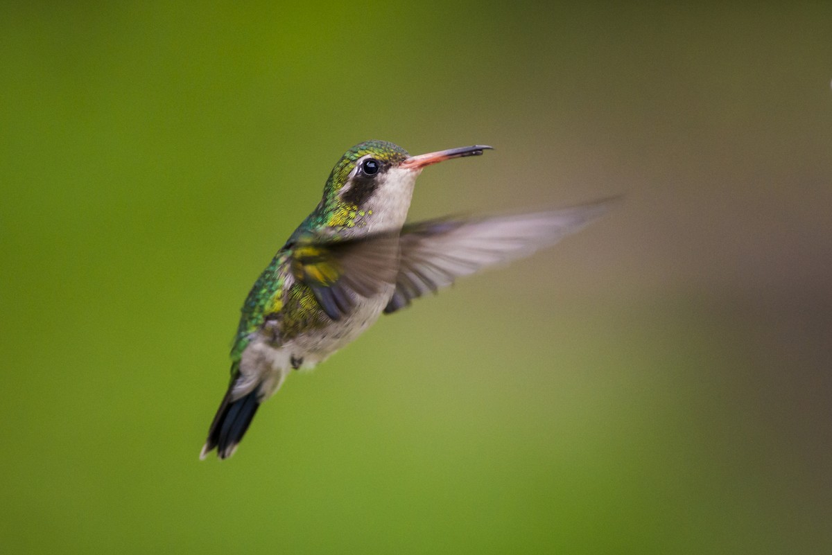 Glittering-bellied Emerald - Claudia Brasileiro