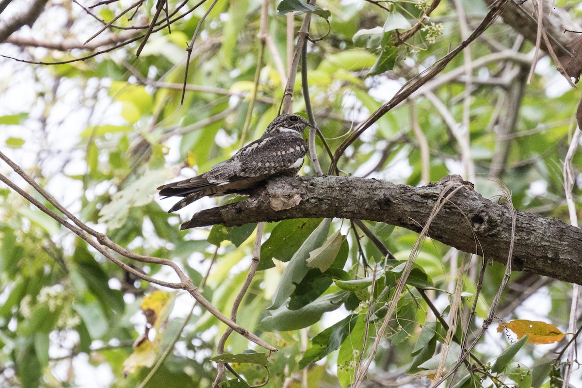 Lesser Nighthawk - Ken Chamberlain