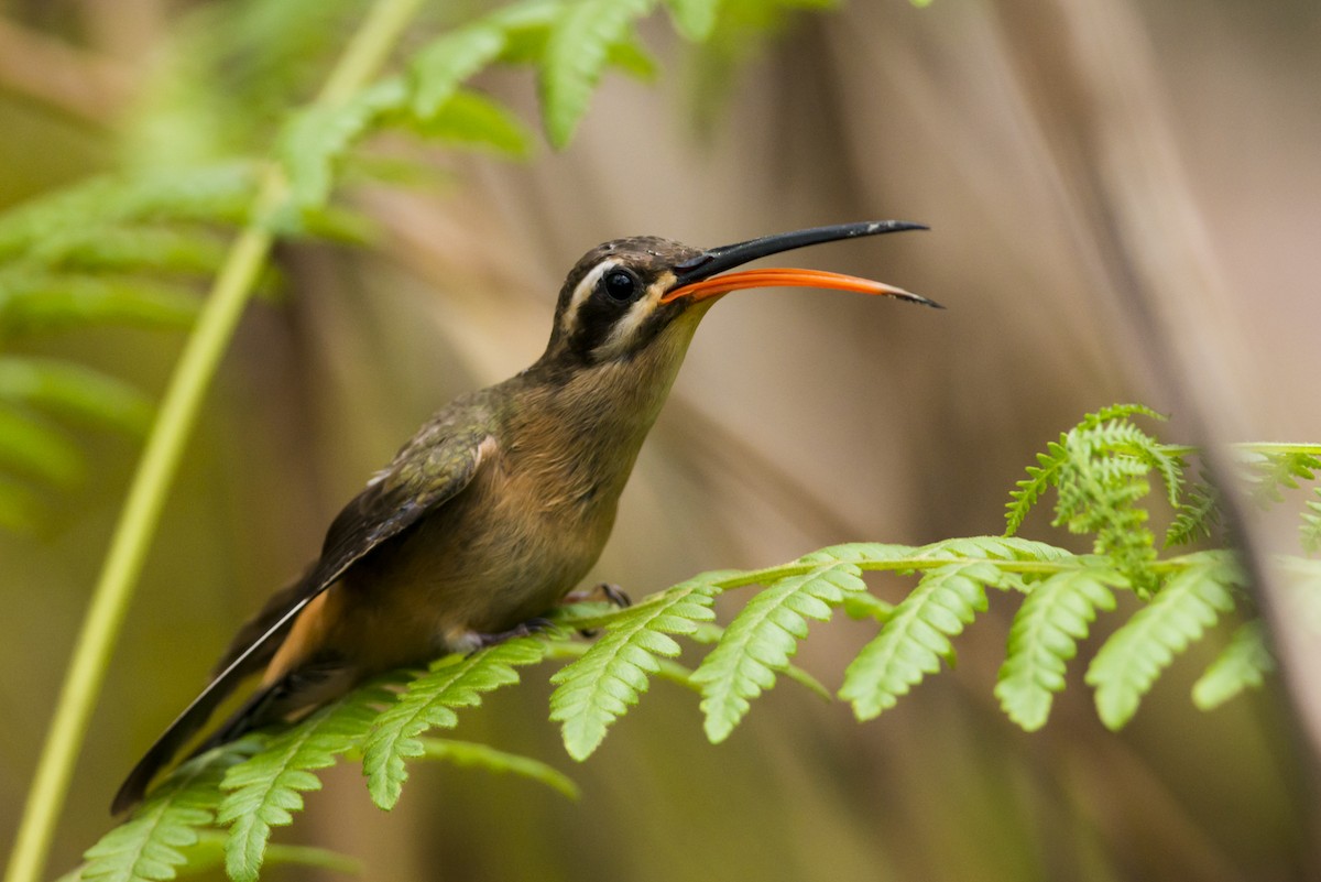 Planalto Hermit - ML87844291