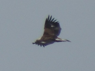 Golden Eagle - Michael Gardner