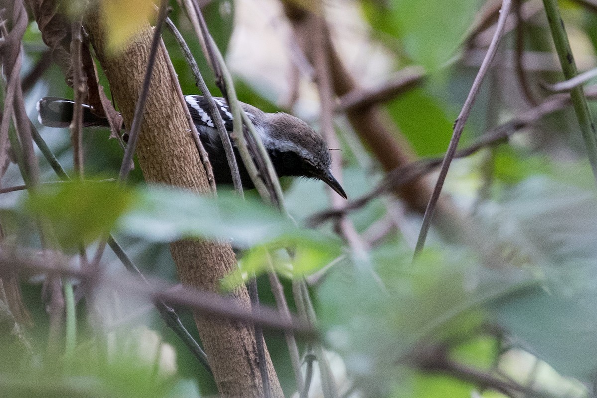 Northern White-fringed Antwren - Ken Chamberlain