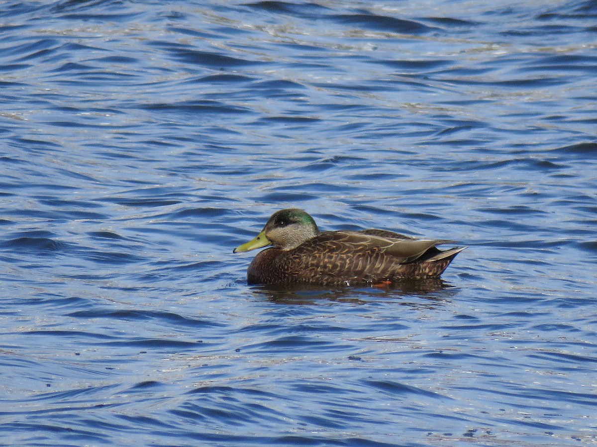 Mallard x American Black Duck (hybrid) - ML87846951