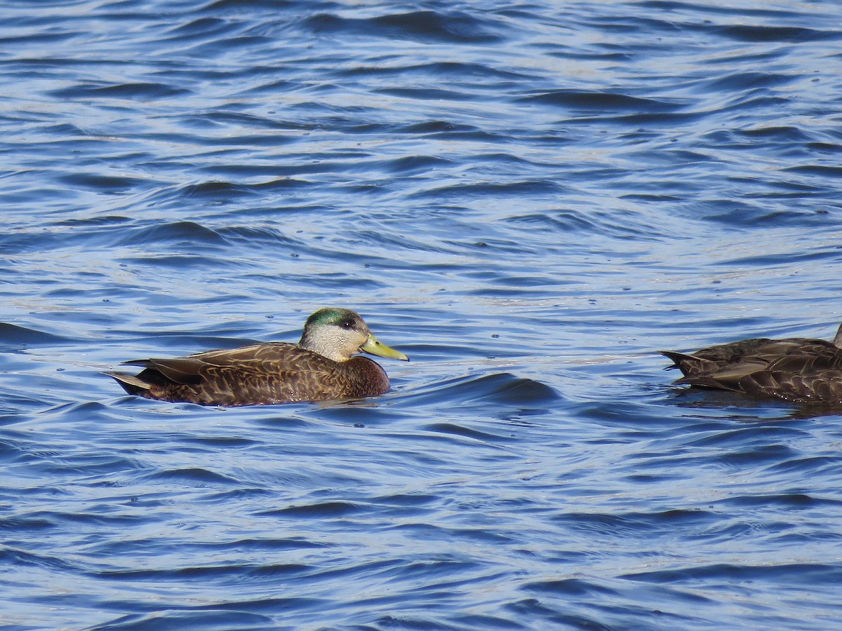 Mallard x American Black Duck (hybrid) - ML87846961