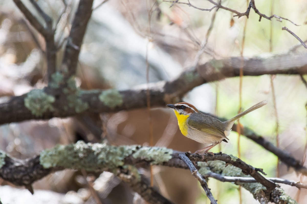 Rufous-capped Warbler - ML87848251