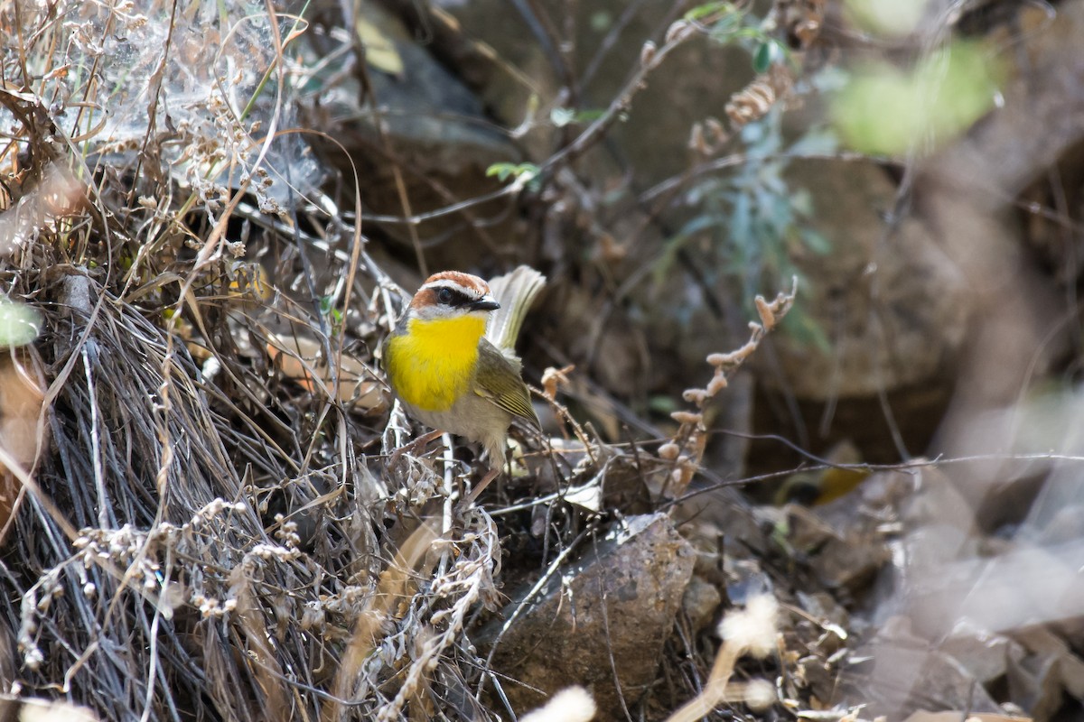 Rufous-capped Warbler - ML87848261