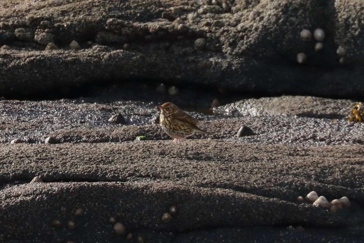 Song Thrush - ML87849761