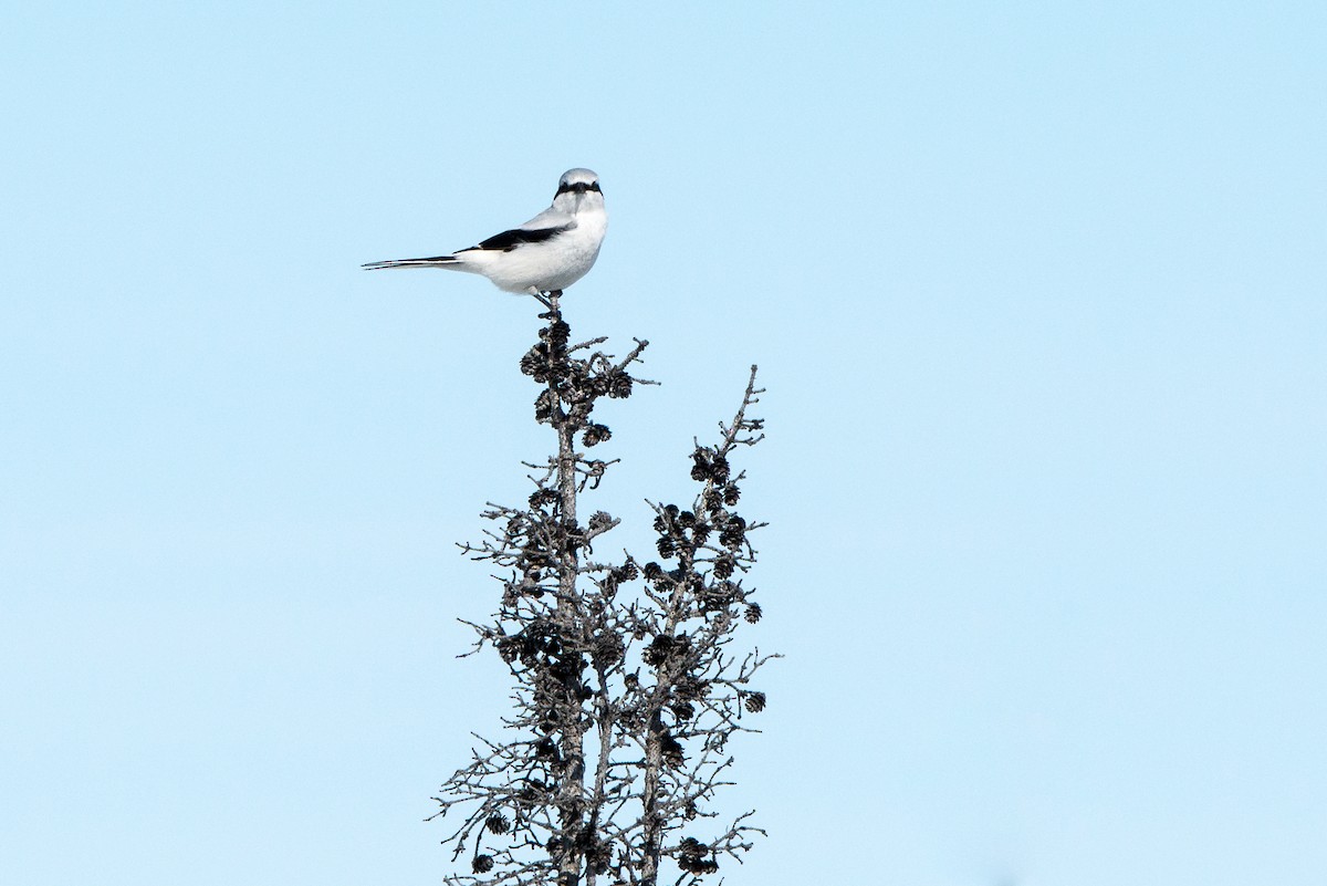 Pie-grièche boréale - ML87850171