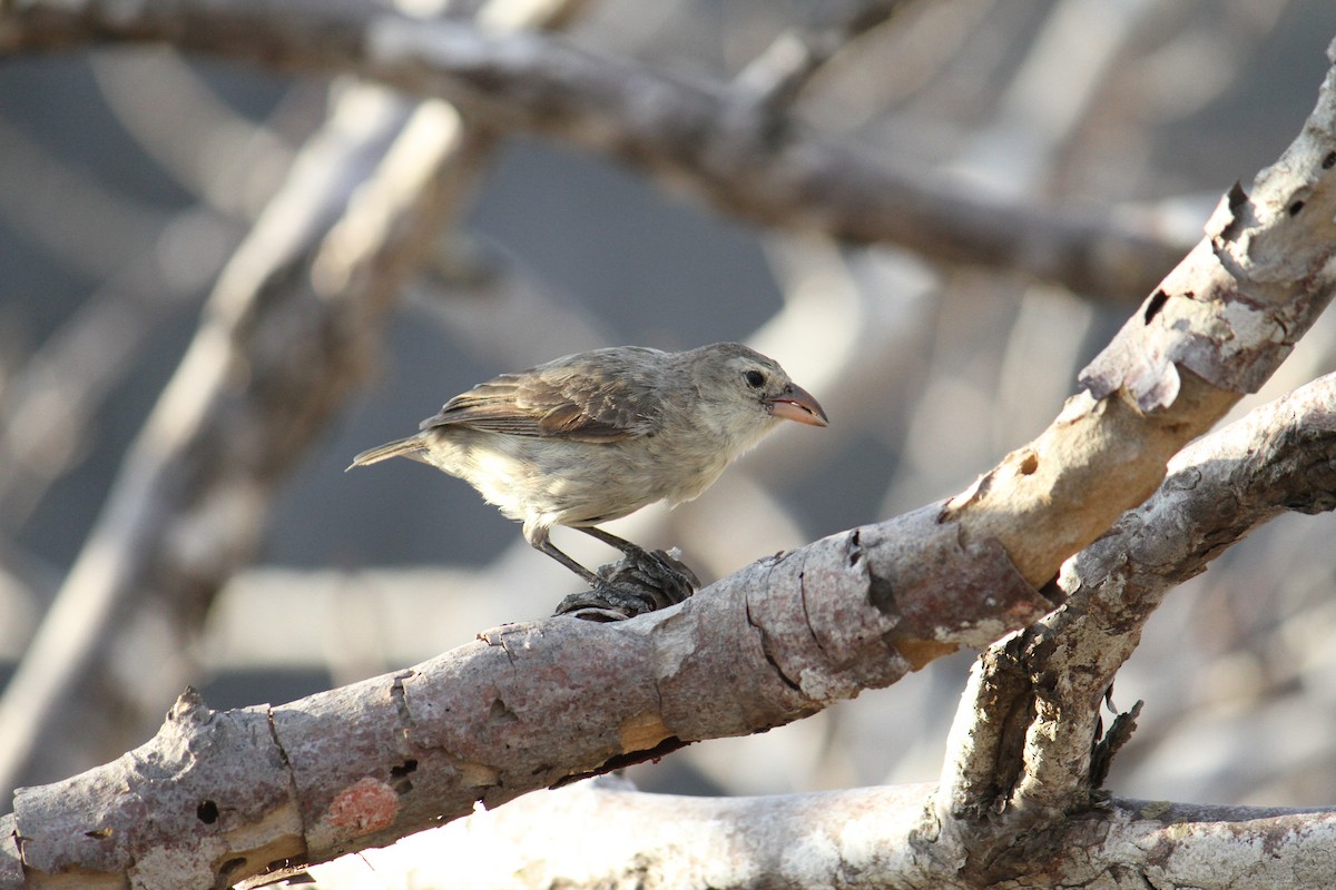 Woodpecker Finch - ML87850301