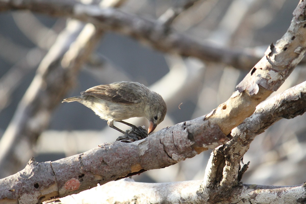 Woodpecker Finch - ML87850801