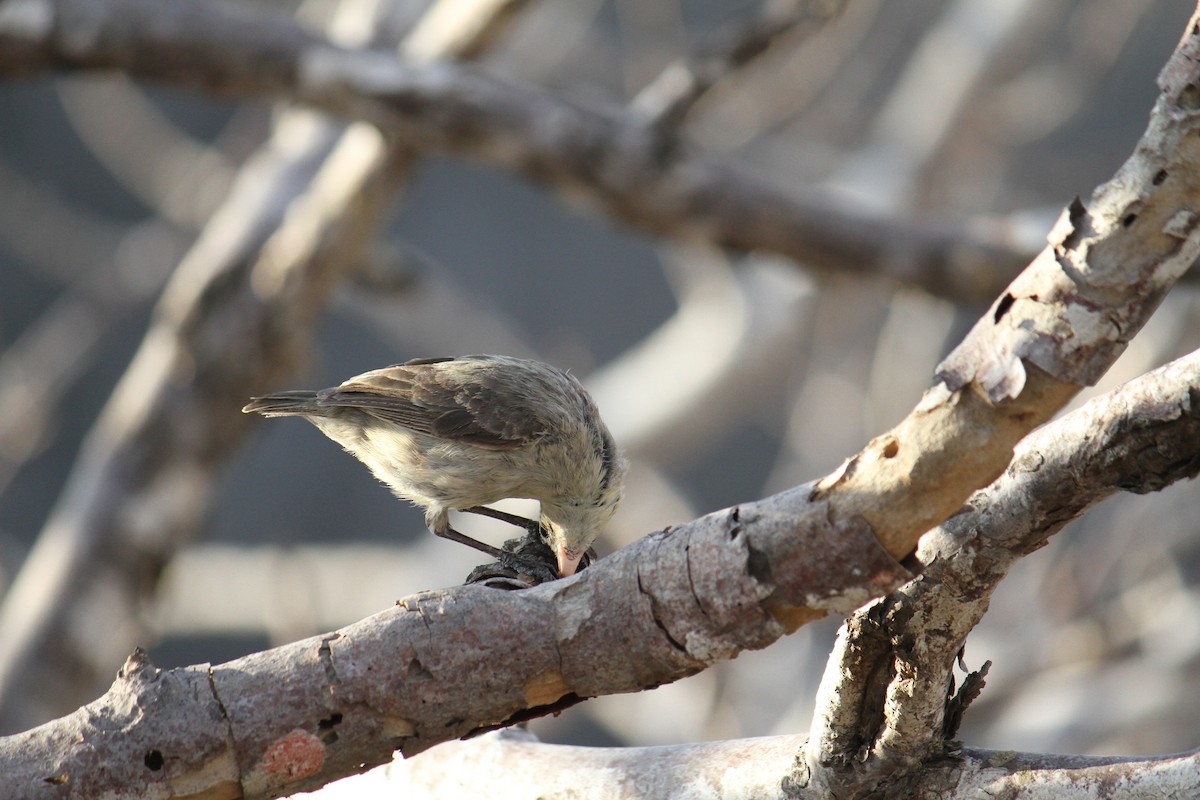 Woodpecker Finch - ML87850901