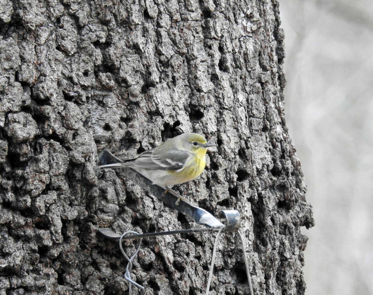 Pine Warbler - ML87853111