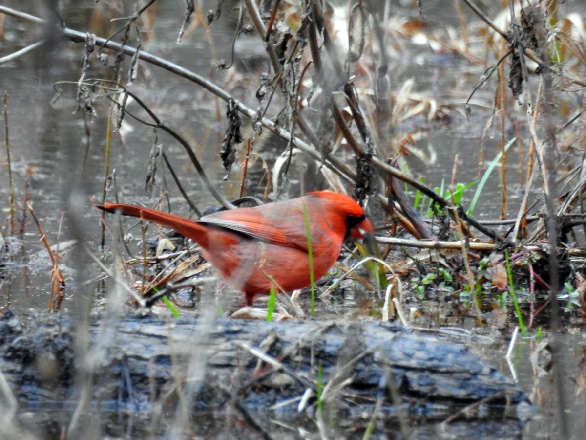 Cardinal rouge - ML87853601