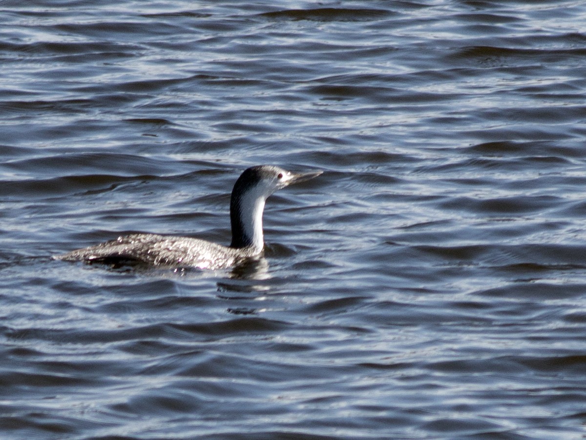 Red-throated Loon - ML87853671