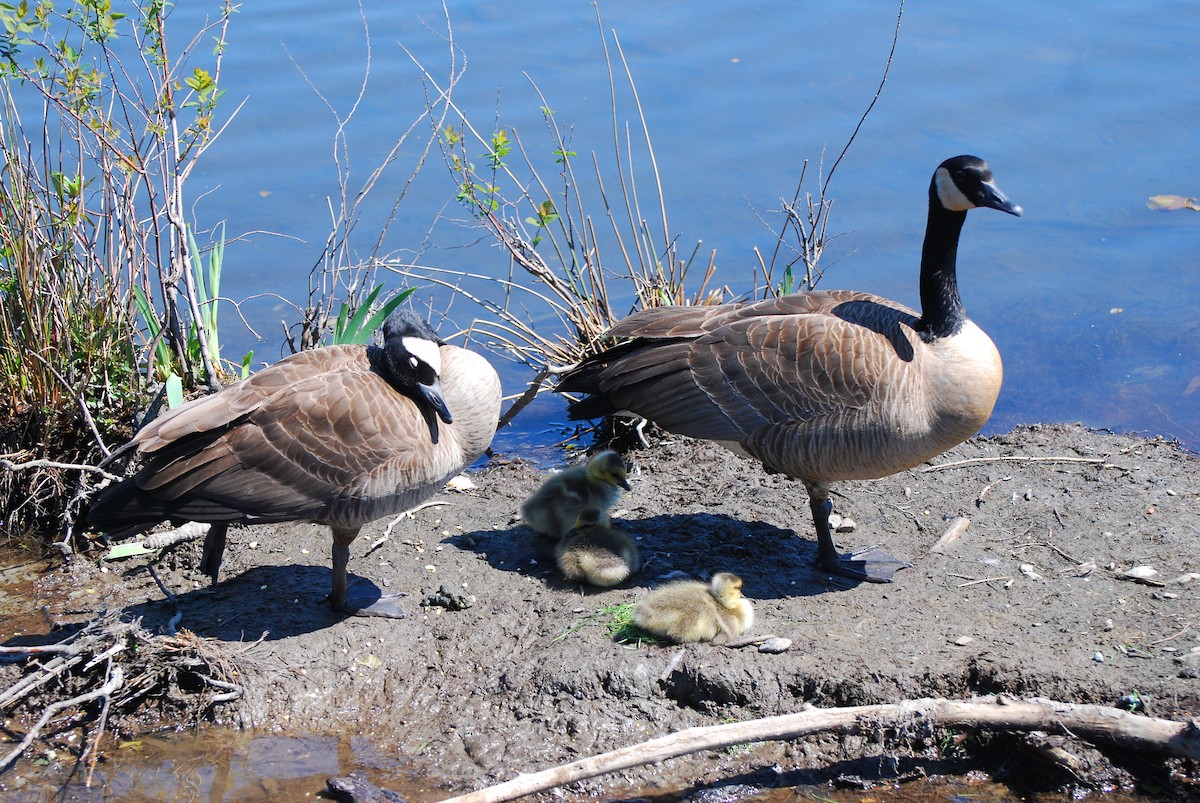 Canada Goose - Myles Wolfe