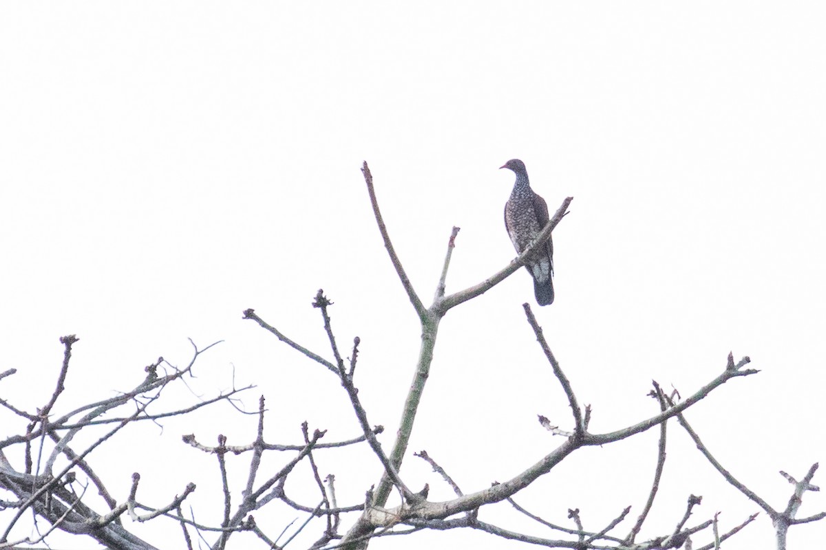 Scaled Pigeon - Ken Chamberlain