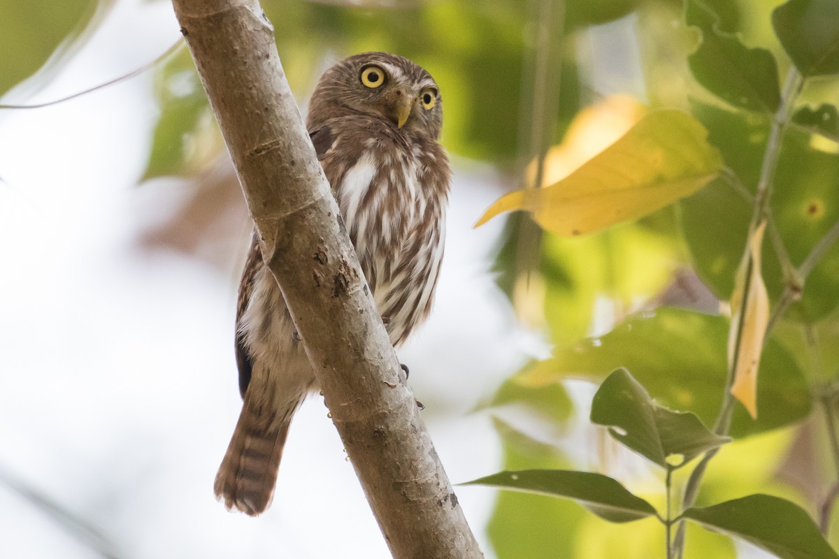 Ferruginous Pygmy-Owl - Ken Chamberlain