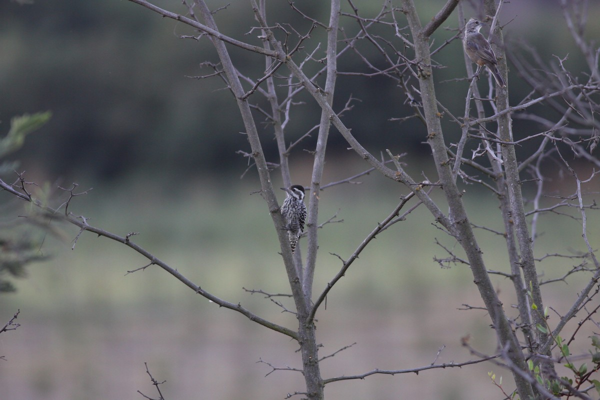 Striped Woodpecker - ML87855201