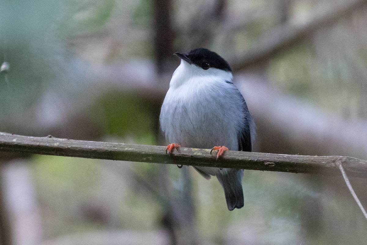 White-bearded Manakin - ML87855391