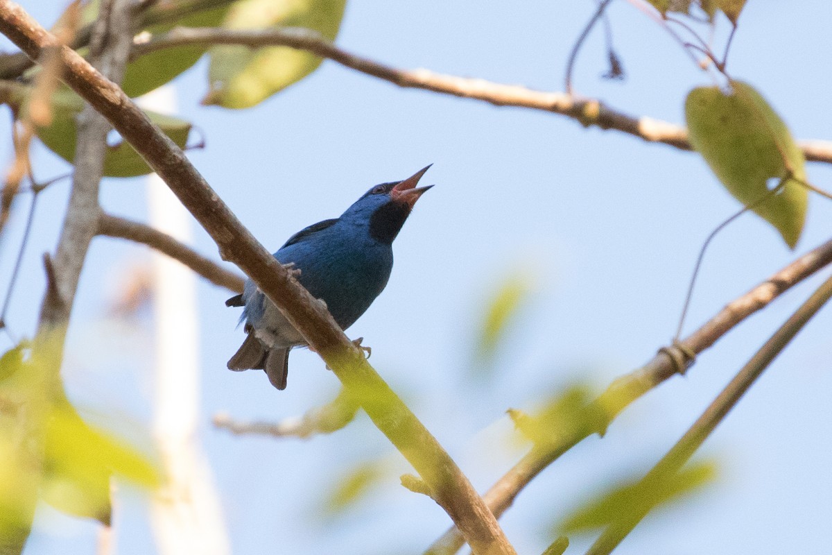 Blue Dacnis - Ken Chamberlain