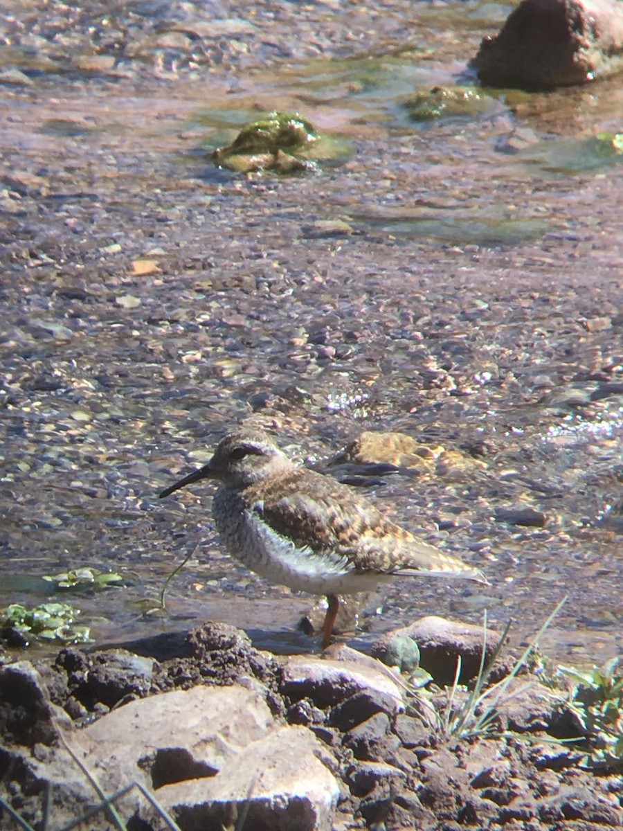 Diademed Sandpiper-Plover - Eduardo Costoya