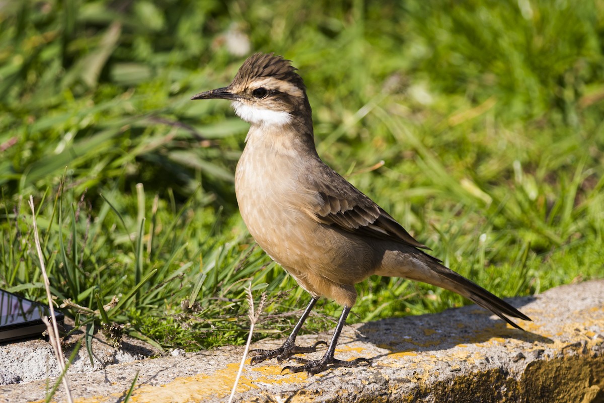 Long-tailed Cinclodes - Claudia Brasileiro