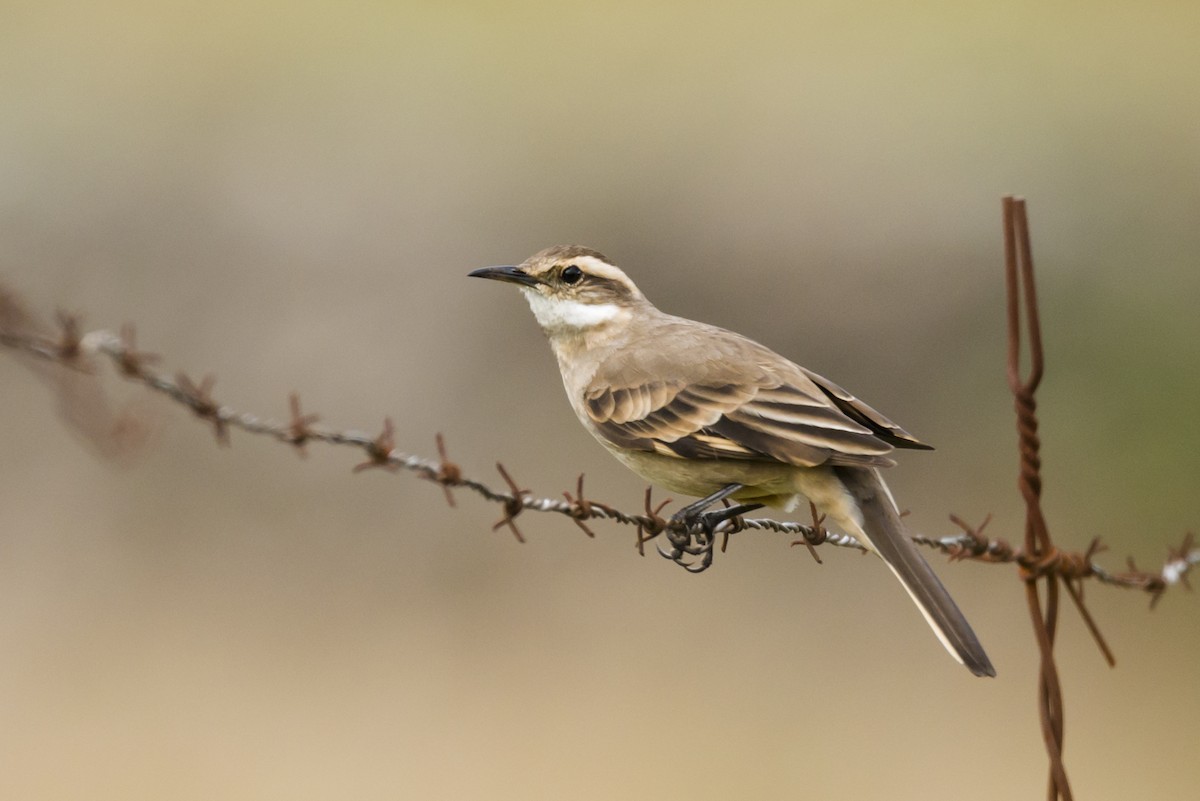 Long-tailed Cinclodes - Claudia Brasileiro