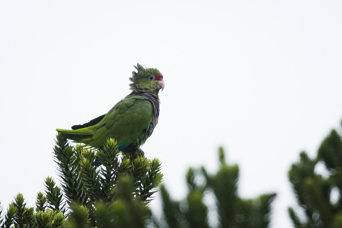 Vinaceous-breasted Amazon - Claudia Brasileiro