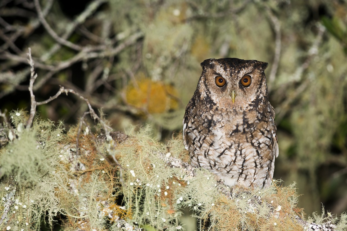 Long-tufted Screech-Owl - ML87857261