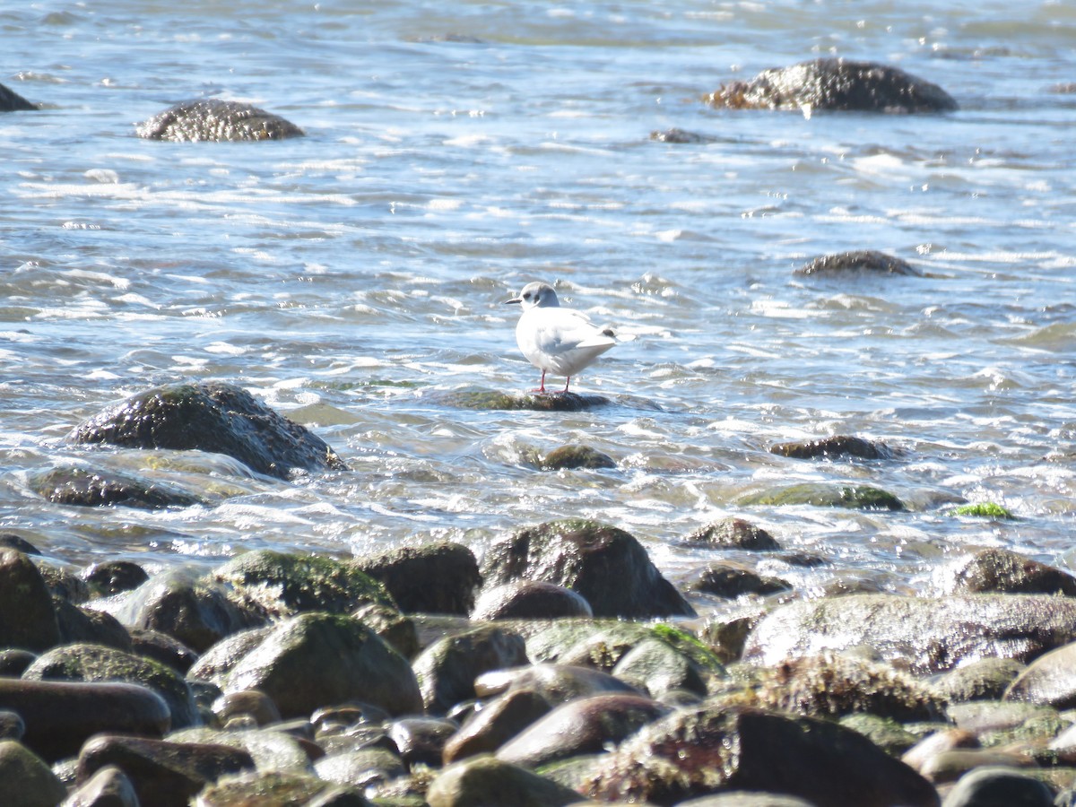 Gaviota Enana - ML87858591