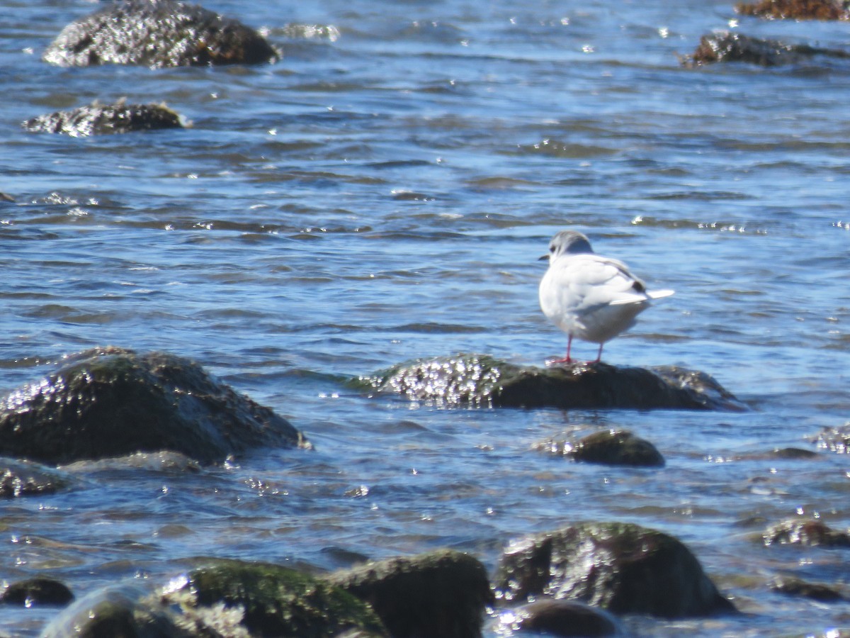 Gaviota Enana - ML87859251