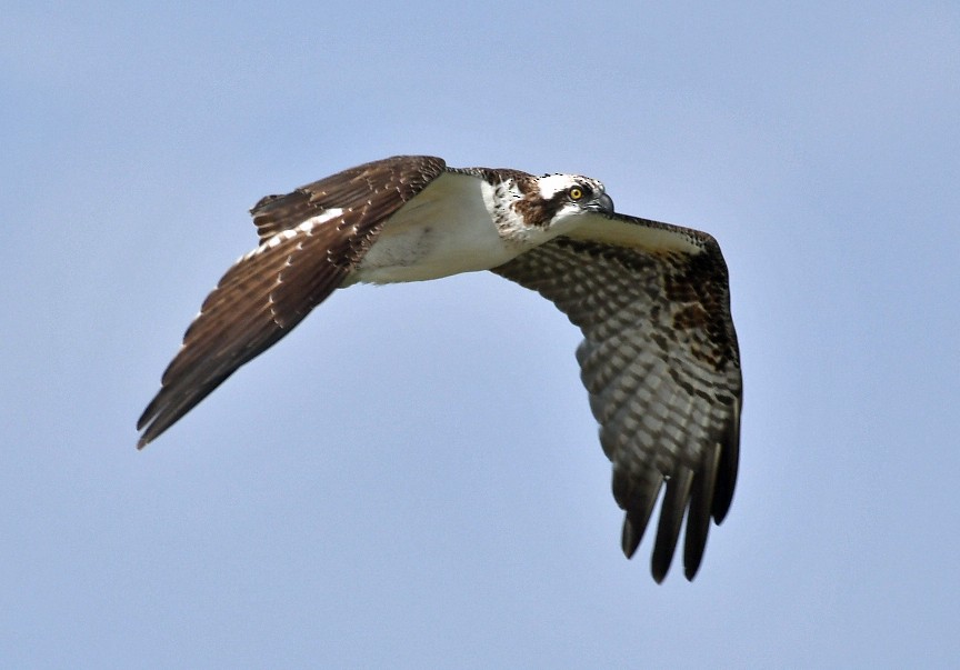 Osprey - Duncan Mullis