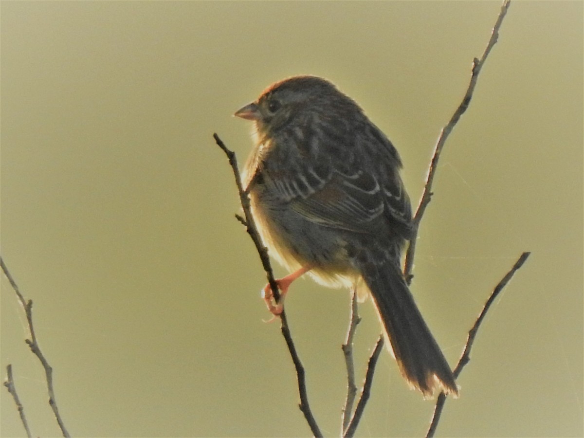 Bachman's Sparrow - ML87860231